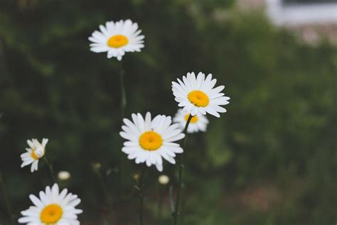 櫻花樹 種植|櫻花種植盆栽指南：酸鹼度、日照條件、落葉季節全攻。